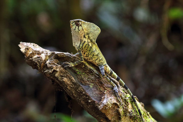 Smooth Helmeted Iguana (Corytophanes cristatus)