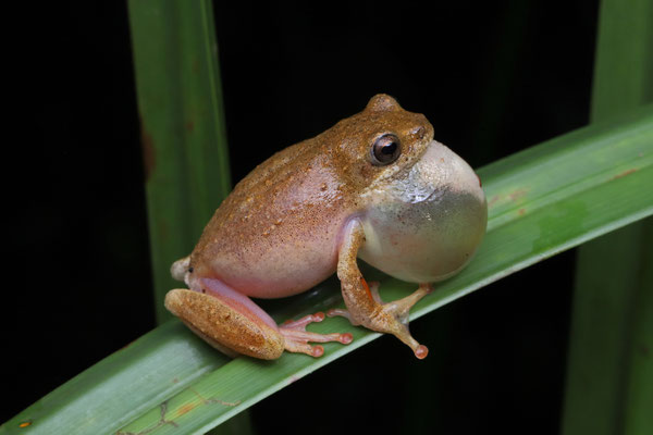 Peter's Reed Frog (Hyperolius glandicolor) calling male.