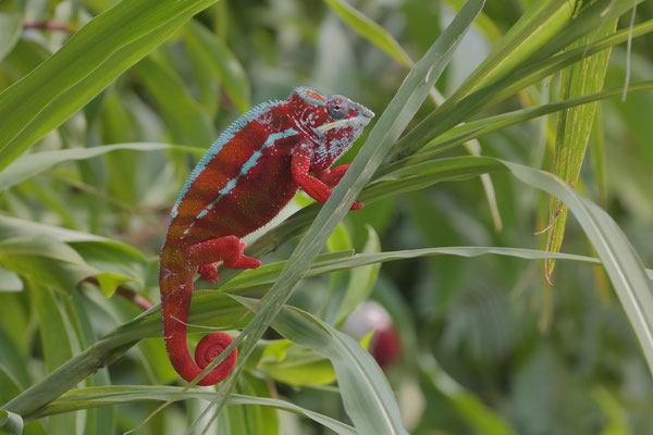 Panther Chameleon (Furcifer pardalis) male