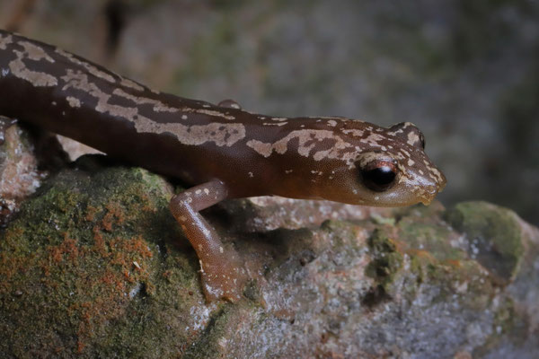 Veracruz Mushroomtongue Salamander (Bolitoglossa veracrucis)