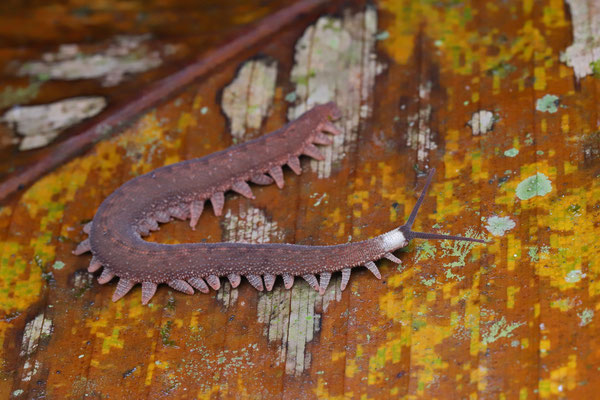 Velvet Worm (Peripatidae)