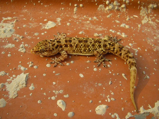 Turkish Gecko (Hemidactylus turcicus), Skyros, Greece, October 2015
