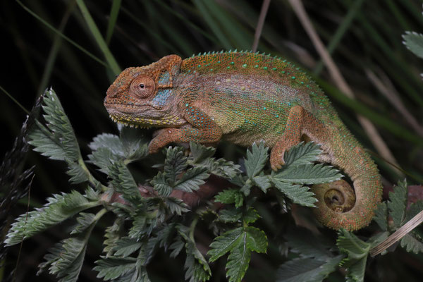 Drakensberg Dwarf Chameleon (Bradypodion dracomontanum) male