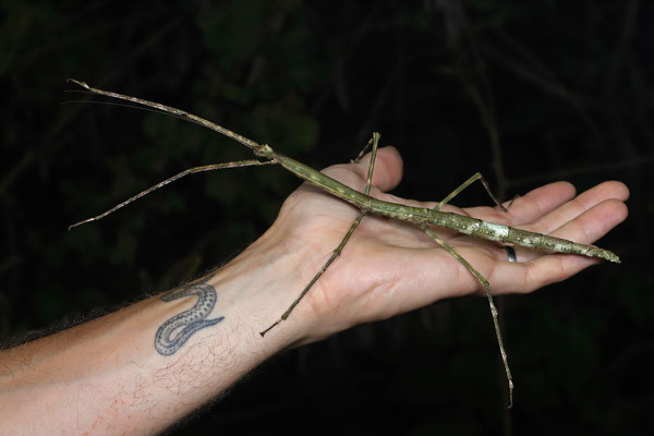 Massive stick insect.