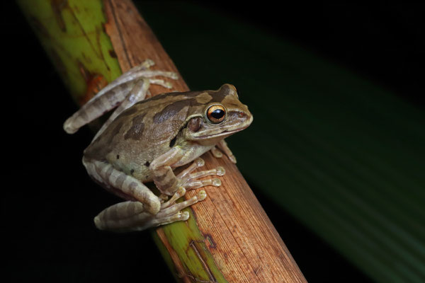 Common Mexican Treefrog (Smilisca baudinii)