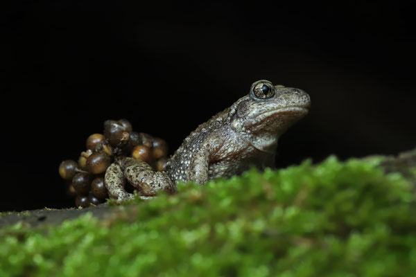 Common Midwife Toad (Alytes obstetricans) male with eggs