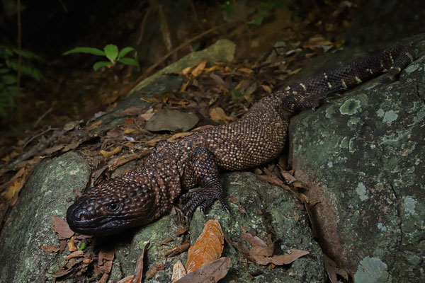 Mexican Beaded Lizard (Heloderma horridum)