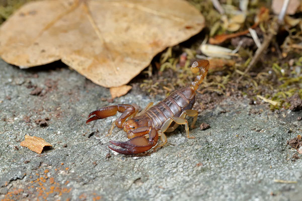 Andros Wood Scorpion (Euscorpius simaiakisi)