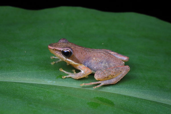 Sarotra Blommersia Frog (Blommersia sarotra) 