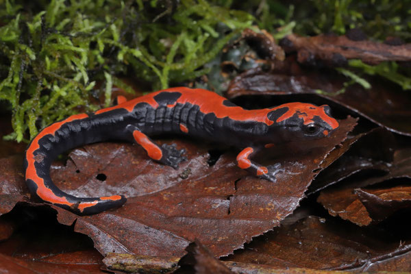 Lincoln's Mushroomtongue Salamander (Bolitoglossa lincolni)