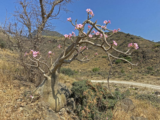 Desert Rose (Adenium obesum) in bloom