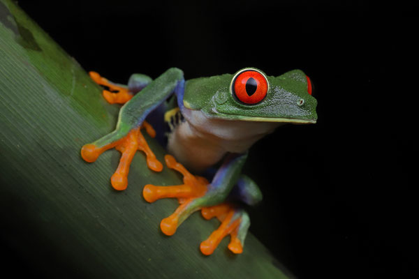 Red-eyed Leaf Frog (Agalychnis callidryas) 