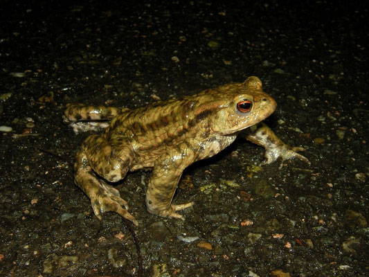 Common Toad (Bufo bufo) male migrating towards breeding water. 