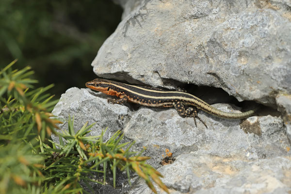 Anatolian Lizard (Apathya cappadocica)