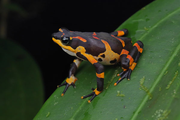 Variable Harlequin Toad (Atelopus varius)