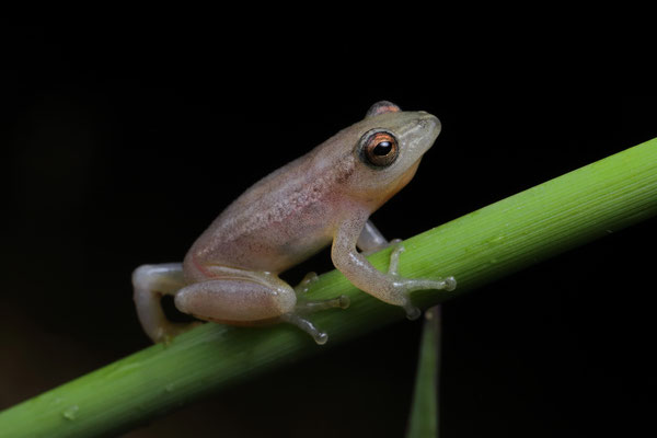 Pickersgill's Reed frog (Hyperolius pickersgilli)