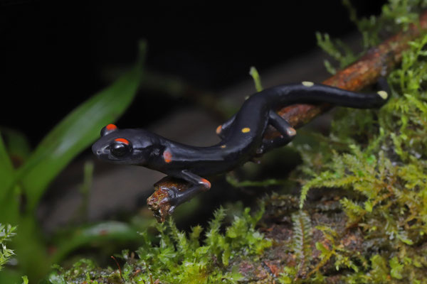 Nimble Long-limbed Salamander (Nyctanolis pernix)