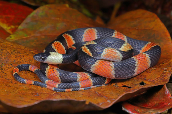 Halloween Snake (Oxyrhopus petolarius)