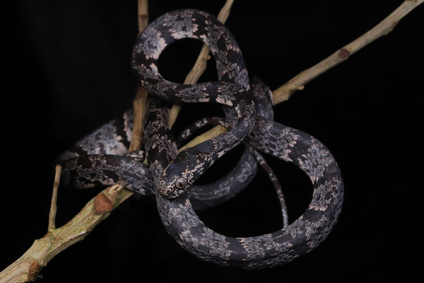 Clouded Snail-eater (Sibon nebulatus)