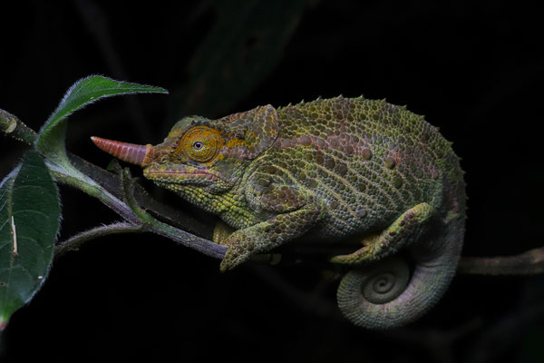 We encountered multiple Werner's Three-horned Chameleon (Trioceros werneri) with a single horn.