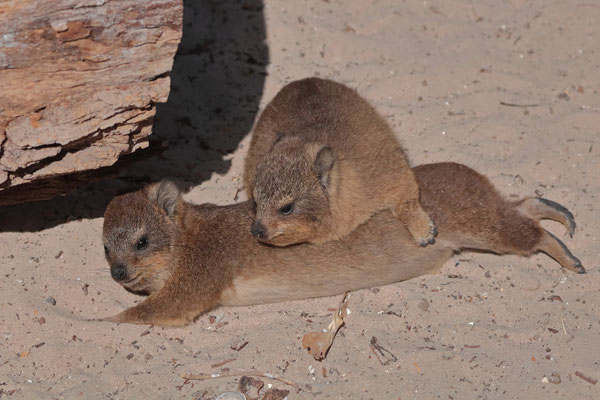 Sleepy dassie babies.