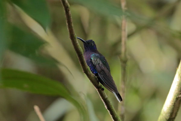 Violet Sabrewing (Campylopterus hemileucurus)