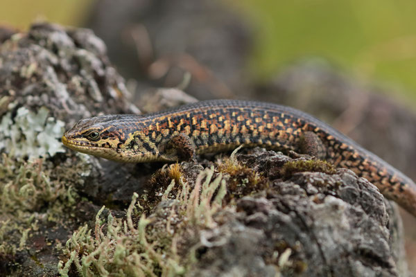 Cuchumatanes Alligator Lizard (Mesaspis chuchumatanus)