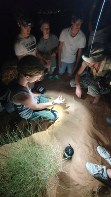 Robin showing a cool gecko to the group. © Jack Kauw