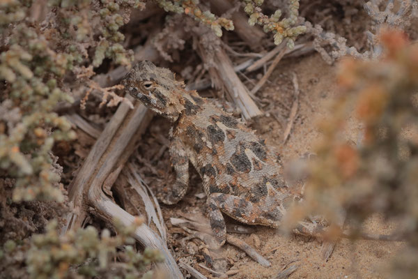 Spiny Ground Agama (Agama hispida) female
