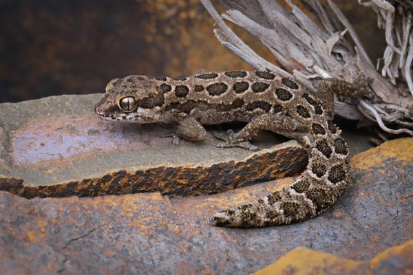 Spotted Thick-toed gecko (Pachydactylus maculatus) 