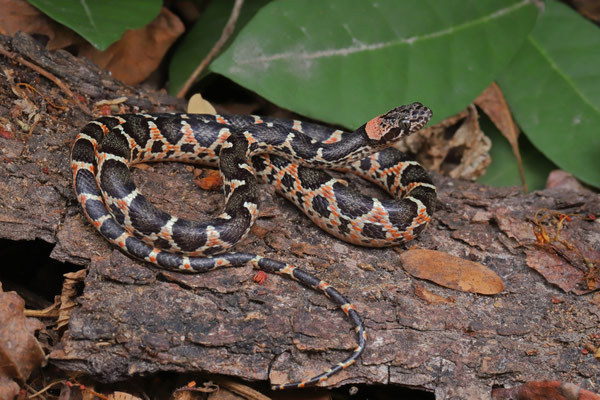 Uribe's Cat-eyed Snake (Leptodeira uribei)