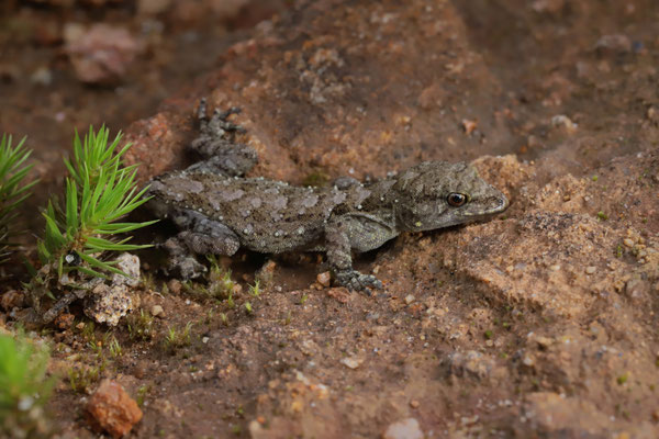 This Usambara Forest Gecko (Ancylodactylus africanus) was found in the middle of the day in a rocky field full of bracken.