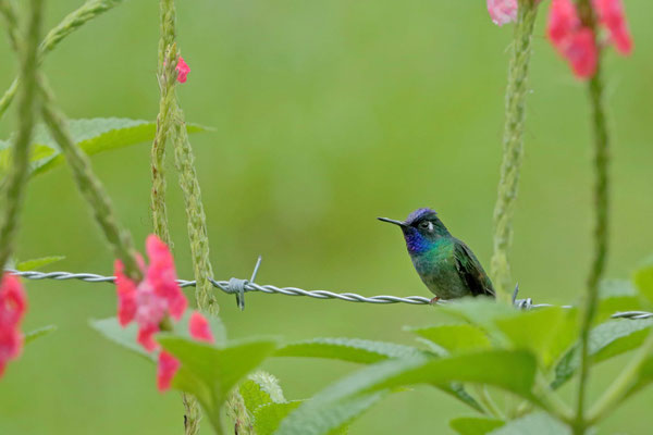 Violet-headed Hummingbird (Klais guimeti)