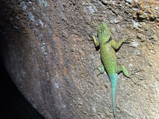 Bocourt's Emerald Spiny Lizard (Sceloporus acanthinus)