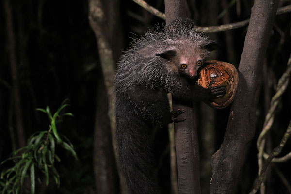 Aye-aye (Daubentonia madagascariensis)