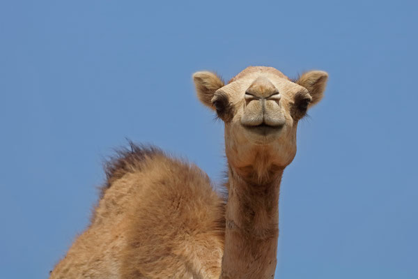 Dromedary Camel (Camelus dromedarius)