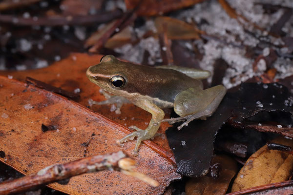 Moramanga Madagascar Frog (Blommersia blommersae)