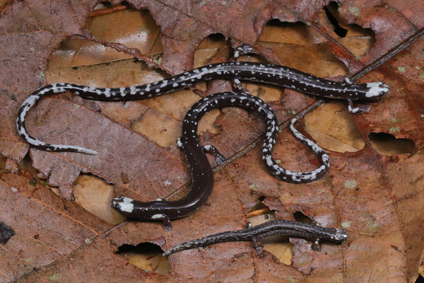 White-headed Worm Salamander (Oedipina carablanca) family