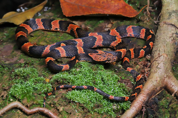 Several Mayan Cat-eyed Snakes (Leptodeira frenata) were actively hunting around a small remaining waterbody.