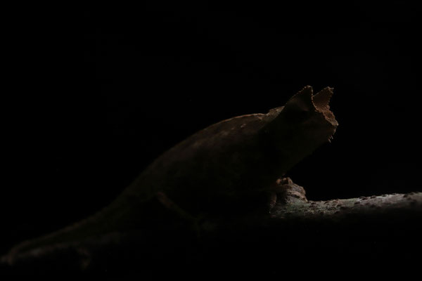 Horned Leaf Chameleon (Brookesia superciliaris)