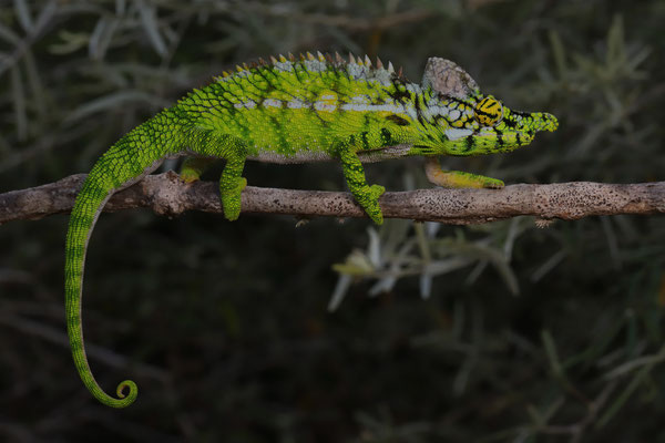 Antimena Chameleon (Furcifer antimena) male