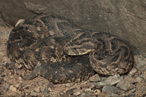 Puff Adder (Bitis arietans)