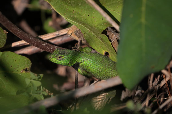 Adult Tanner's Emerald Spiny Lizard (Sceloporus tanneri) which was incredibly