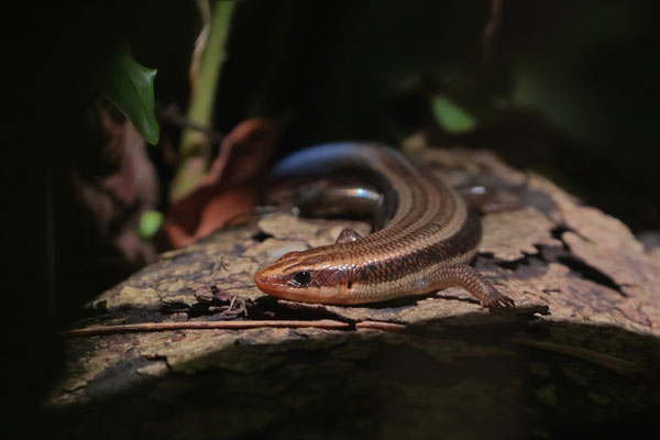 Sumichrast's Skink (Plestiodon sumichrasti) obviously likes the sunny patches in very dark forests.