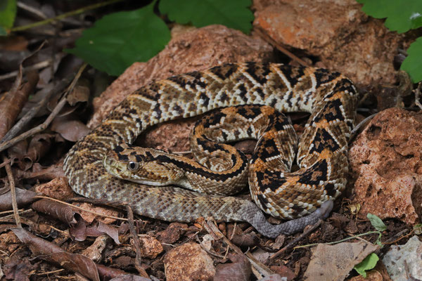 Yucatán Neotropical Rattlesnake (Crotalus tzabcan)