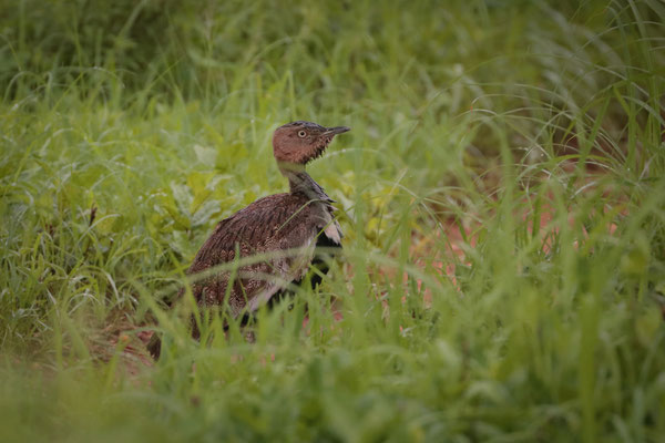 Buff-crested Bustard (Lophotis gindiana)