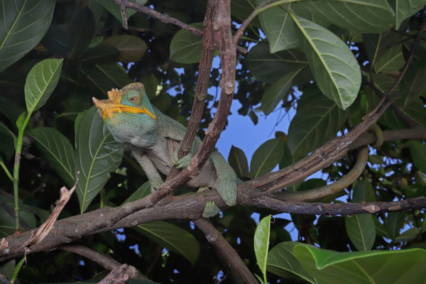 Parson's Chameleon (Calumma parsonii) "yellow lip"