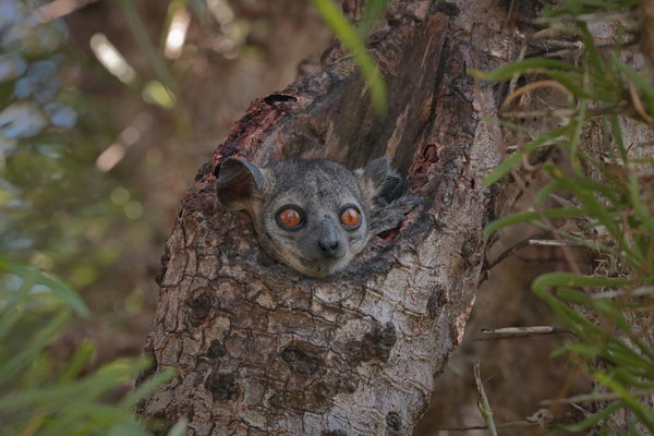 Hubbard's Sportive Lemur (Lepilemur hubbardi) peeking out from its daytime retreat.