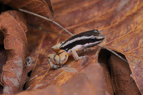 Striped Rocket Frog (Allobates talamancae)
