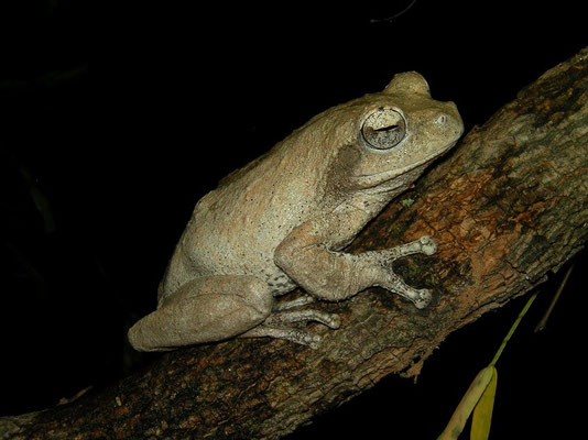Southern Foam Nest Frog (Chiromantis xerampelina) 